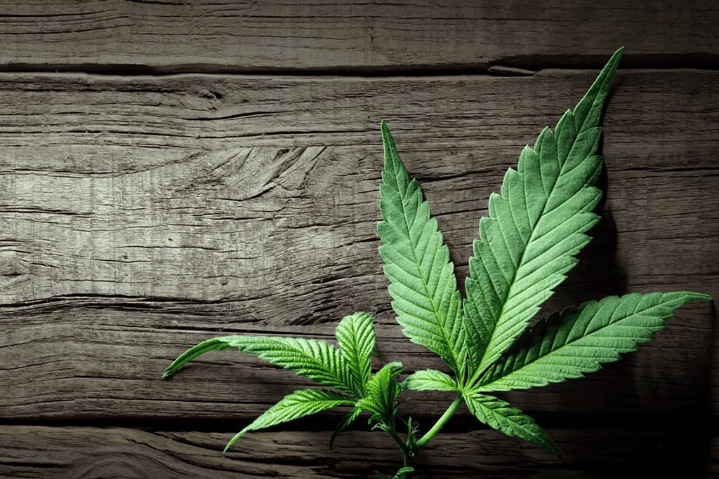 Is 710 the Same as 420? Understanding the Difference in extracts Culture 1 图片16