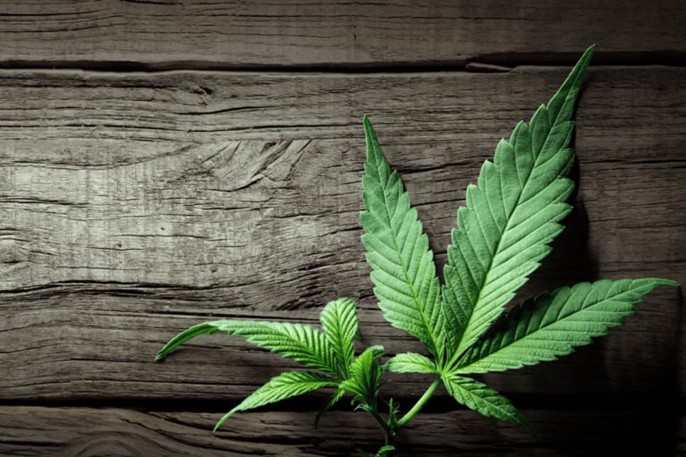 The Origin of 710 Day and VAPORBA's Role in Concentrate Culture 1 图片26